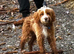 Adorable Cockerpoo Stud