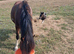 DHP colt foal ready when weaned