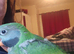 Baby hand reared Derbyan Parrot