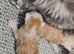 Tica Reg Maine coon kitten