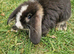 Mini Lops Ready Now