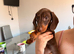 KC miniature dachshund