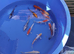5 to 6 inch Koi High Grade &pound;12