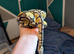 Royal pythons