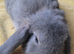 Beautiful Mini lop looking good a home