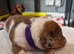 Minature Dachshunds (Short -haired)