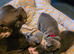 4 Male French Bulldog Puppies for sale