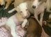 Whippet pups