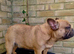 MALE KC RED FAWN FRENCH BULLDOG