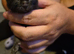 6 kittens for sale