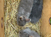 Lovely Netherlands dwarf baby rabbits.