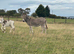 Donkey mare