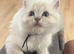 TICA registered ragdoll kittens