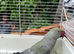 Gray India ringneck