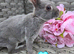 Mini rex babies