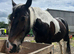 14.1 skewed mare 14 years old