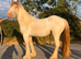 Lemon and white filly