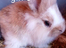 Lionhead cross mini lop babies