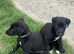 Saluki cross whippet pups