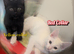 3x kitten's inc Dewormed & Deflead & microchipped