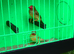 Star Finches £70