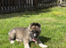 Akita puppy