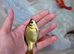 Large goldfish