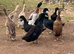 6 X cayuga/Indian runner Hatching eggs (Mixed)
