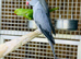 Ring neck parrot