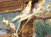 Variety of baby cockatiels ready now