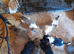 Adorable Jack Russel Puppies