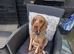 Cockapoo needs rehoming