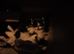 Black and white fluffy boys