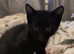 Male jet black kitten 6 weeks