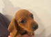 Miniature Dachshund Boy