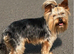 Pedigree KC registered Yorkshire terrier puppies