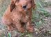 beautiful cockapoo puppies for sale