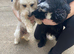 Beautiful Black & White Maltipoo Female Puppy &ndash; Loving Home Wanted