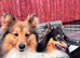 Beautiful handsome sable boy available for stud