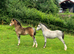 Welsh section A colt yearling