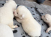 Japanese Akita Inu Puppies