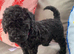 Cockapoo puppies ready now
