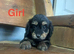 Daxiepoo puppies available girls and boys