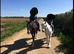 12hh first pony