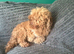 Toy poodle for stud