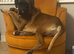 Proven boxer stud