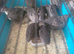 quails