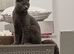 BSH X boy 6 months old