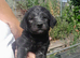 Bedlington whippet puppies