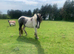 Yearling Cob Filly 14.2